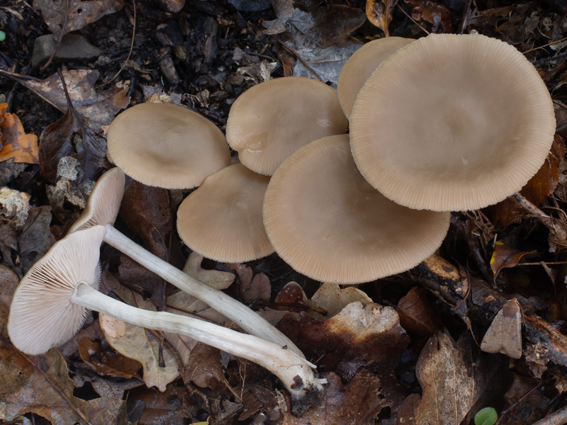 Entoloma quercetorum